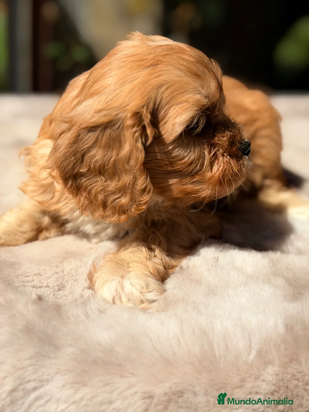 Cavapoo perros en venta: Cavapoo Apricot macho  - Anuncio 2