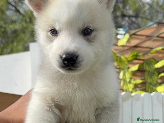Husky Siberiano perros HUSKY SIBERIANO - Anuncio 1