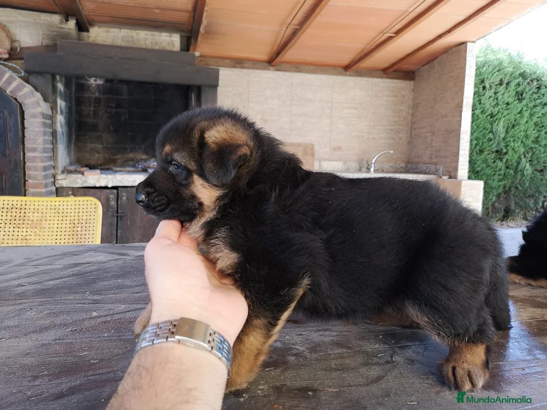 Pastor Alemán perros en venta: Espectaculares pastores alemanes - Anuncio 5