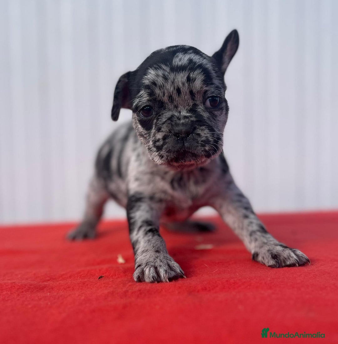 Bulldog Francés perros en venta: Bulldog Francés  - Anuncio 9