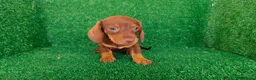 Teckel Miniatura perros en venta: Teckel miniatura  - Anuncio 14