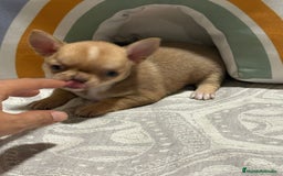 Chihuahua perros en venta: Exclusivos chihuahuas rusos - Imagen 18