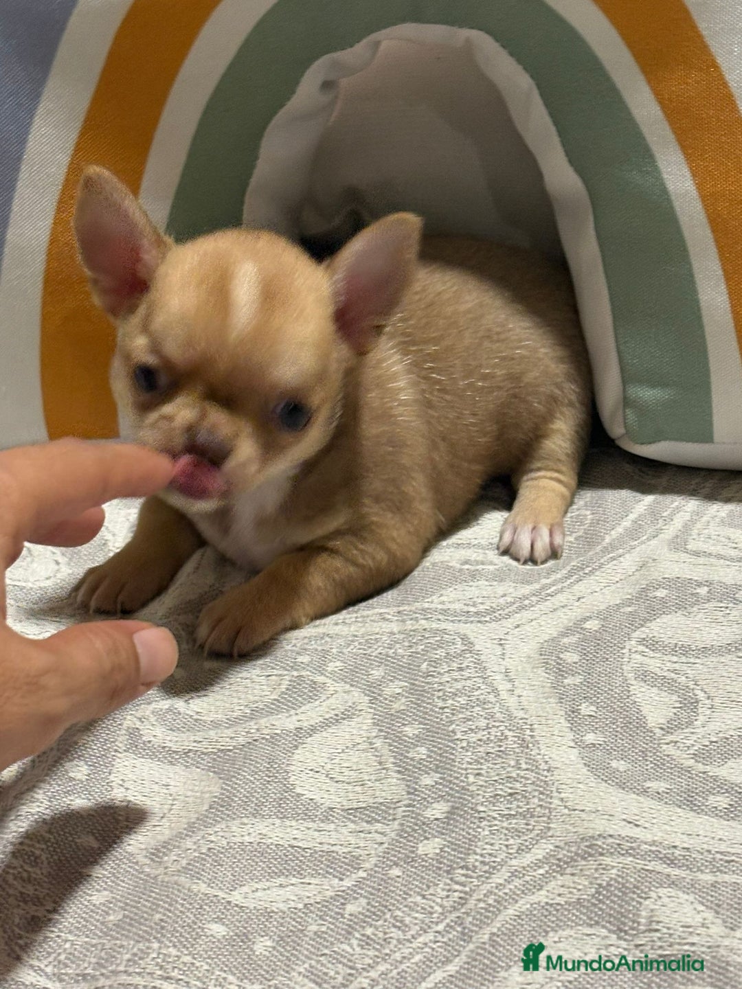 Chihuahua perros en venta: Exclusivos chihuahuas rusos - Imagen 18