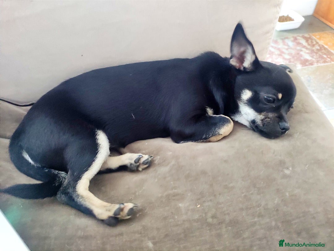 Chihuahua perros en venta: Chihuahuas  - Anuncio 10