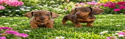 Teckel Miniatura perros en venta: Teckel miniatura - Anuncio 1