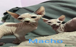 Sphynx gatos en venta: Sphynx calidad y selección  - Imagen 7