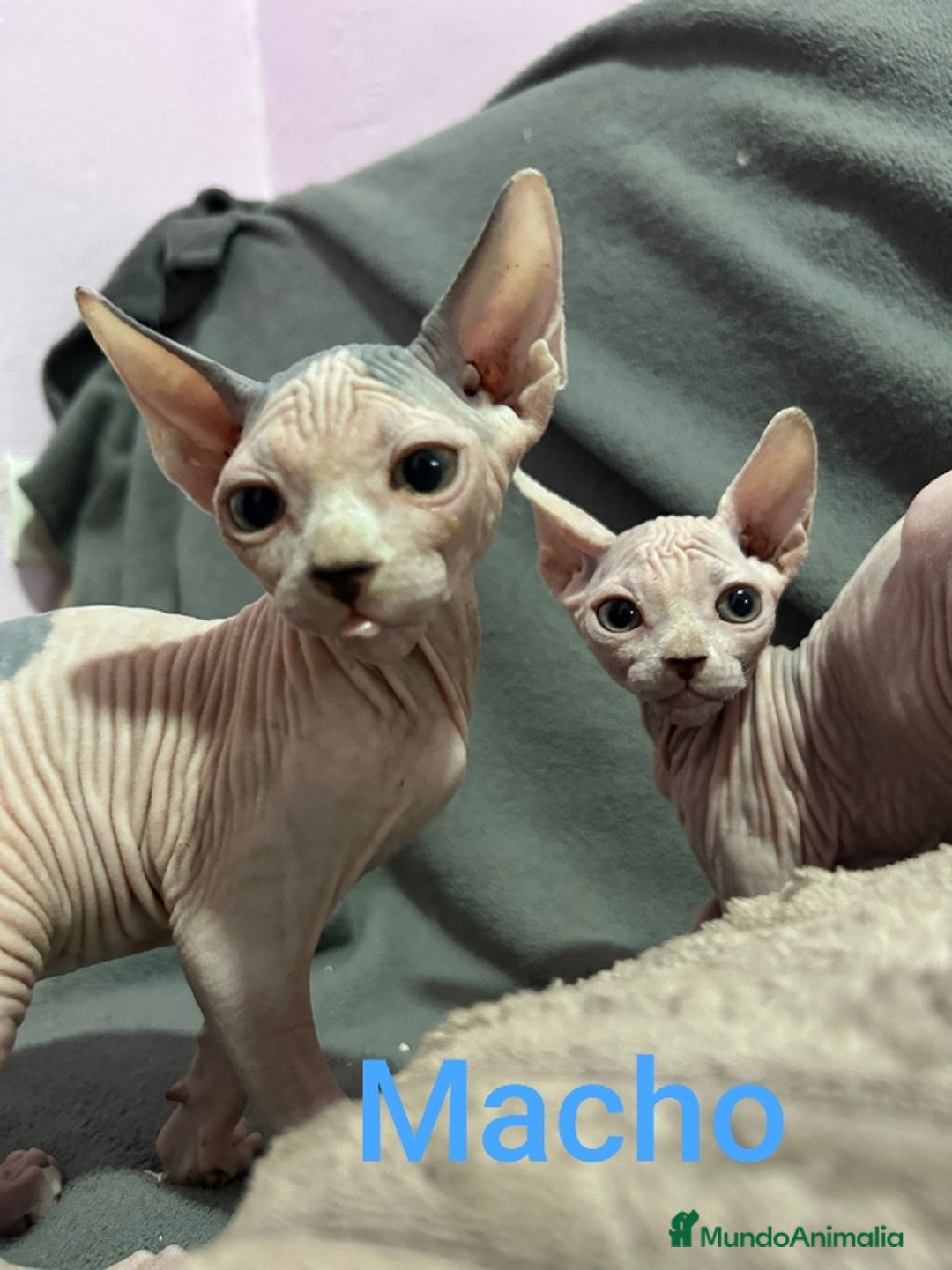 Sphynx gatos en venta: Sphynx calidad y selección  - Imagen 7