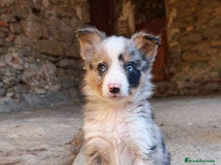 Border Collie perros Cachorros border collie! Blue merle - Anuncio 1