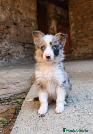 Border Collie perros Cachorros border collie! Blue merle - Anuncio 1