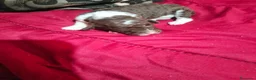 Perro de Agua Español perros en venta: Machos bicolor  - Anuncio 2