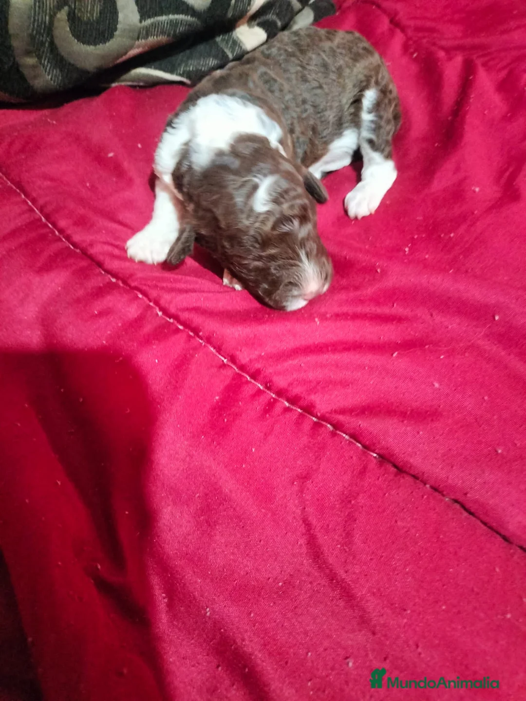 Perro de Agua Español perros en venta: Machos bicolor  - Anuncio 2