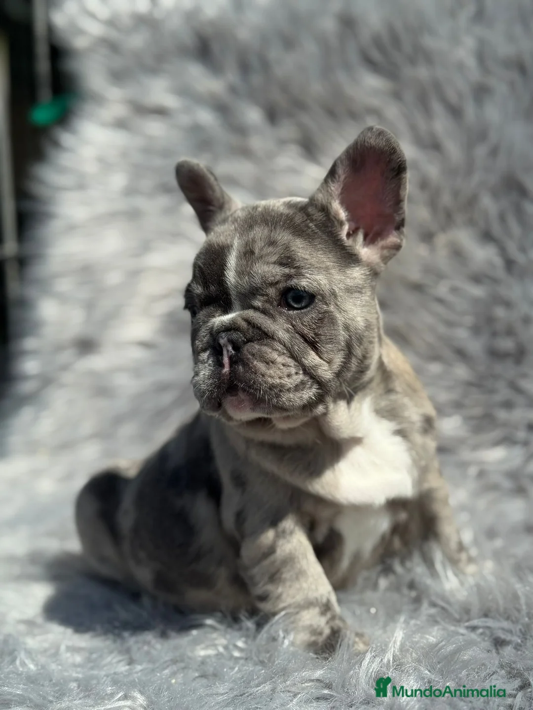 Bulldog Francés perros en venta: Bulldog francés  - Anuncio 6
