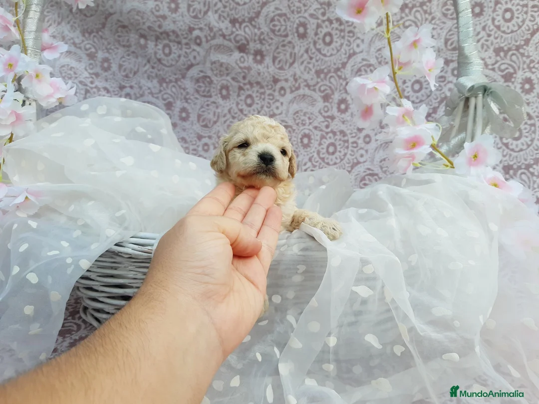 Caniche Toy perros en venta: PRECIOSOS CANICHE  ROJO LINEA TOY  - Anuncio 16