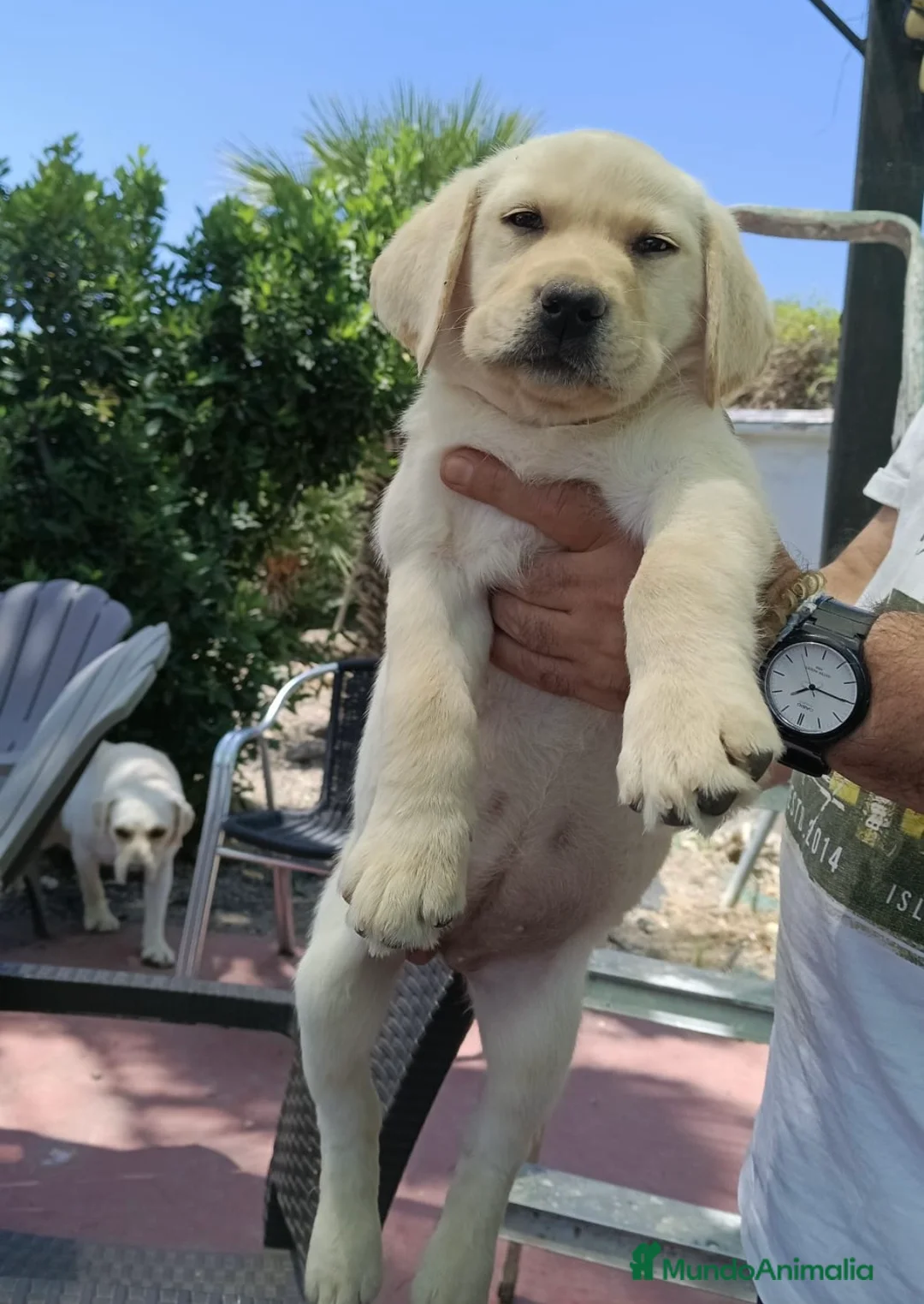 Labrador Retriever perros en venta: Hembra labrador retriever disponible 🐶🐾 - Anuncio 4