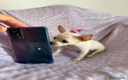 Chihuahua perros en venta: Chihuahuas micro toy - Imagen 5