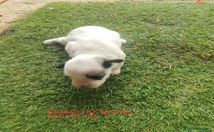 Perro Crestado Chino perros - Anuncio 2
