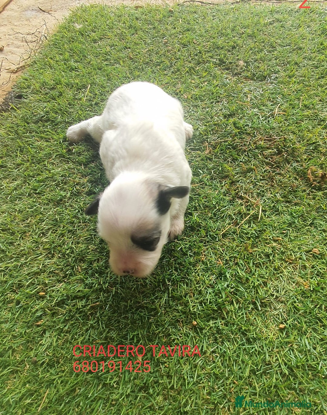 Perro Crestado Chino perros en venta: Crestados chinos con pelo. - Imagen 1
