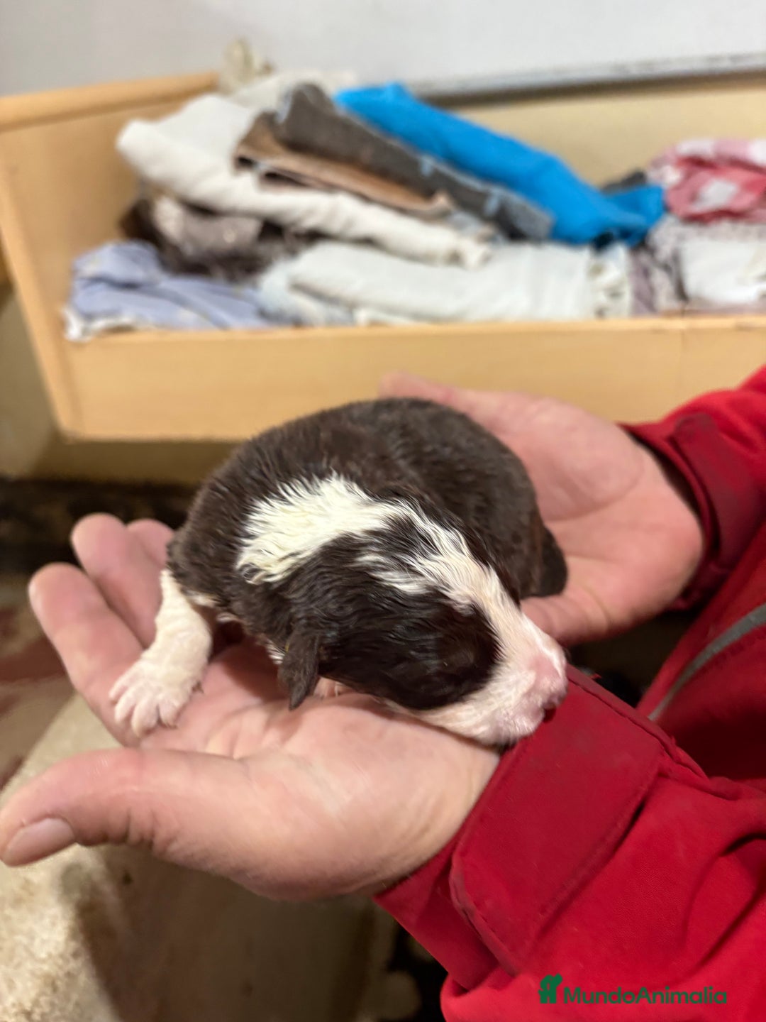 Border Collie perros en venta: Cachorros border collie machos y hembras varios  - Anuncio 33