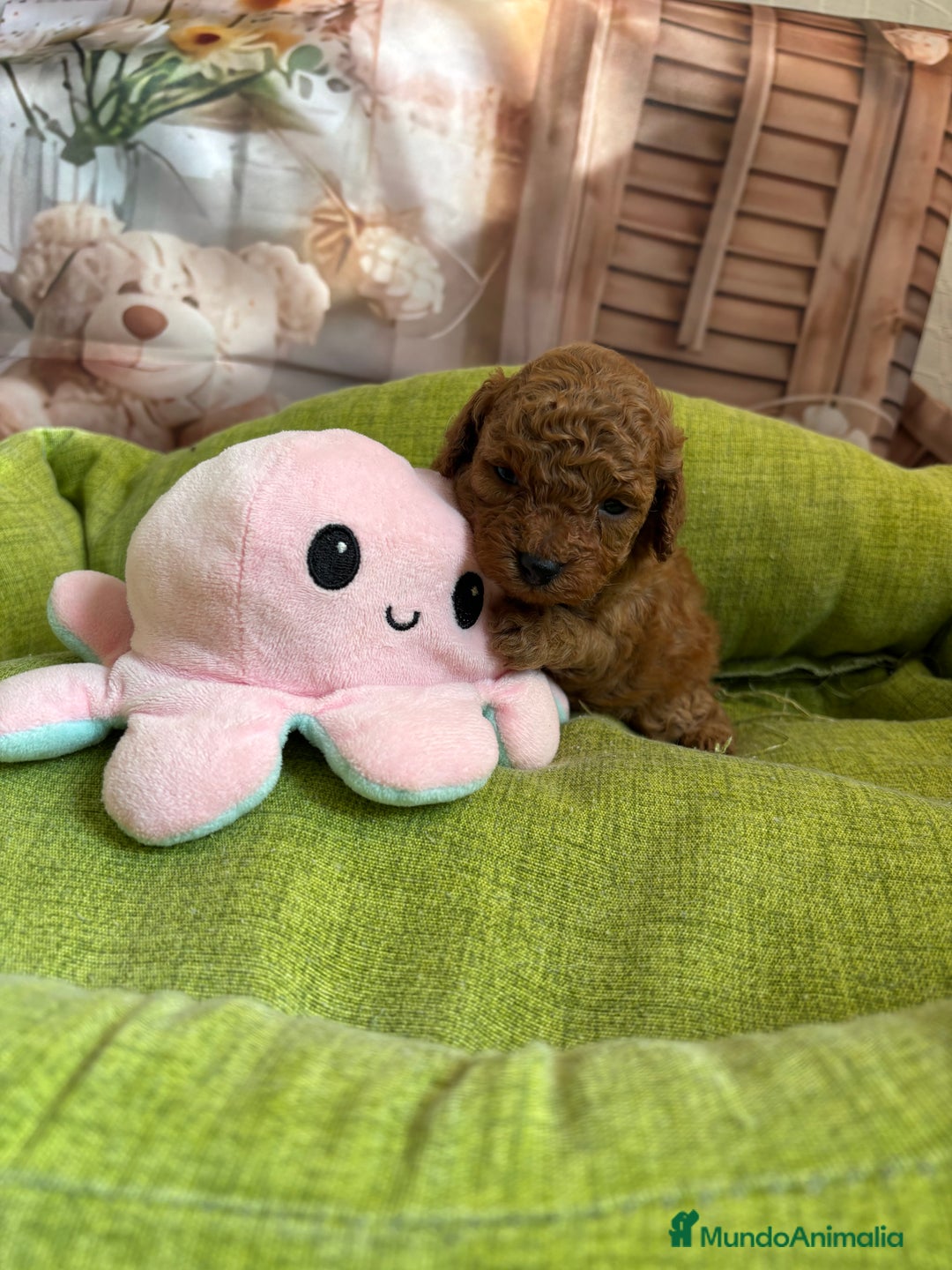 Caniche Toy perros en venta: Caniche Toy rojo hembras y macho  - Anuncio 8