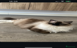 Ragdoll gatos en venta: Ragdolls - Imagen 2