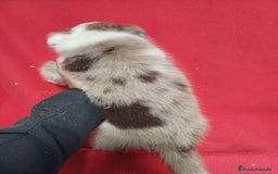 Border Collie perros en venta: Border Collie Merle  - Imagen 3