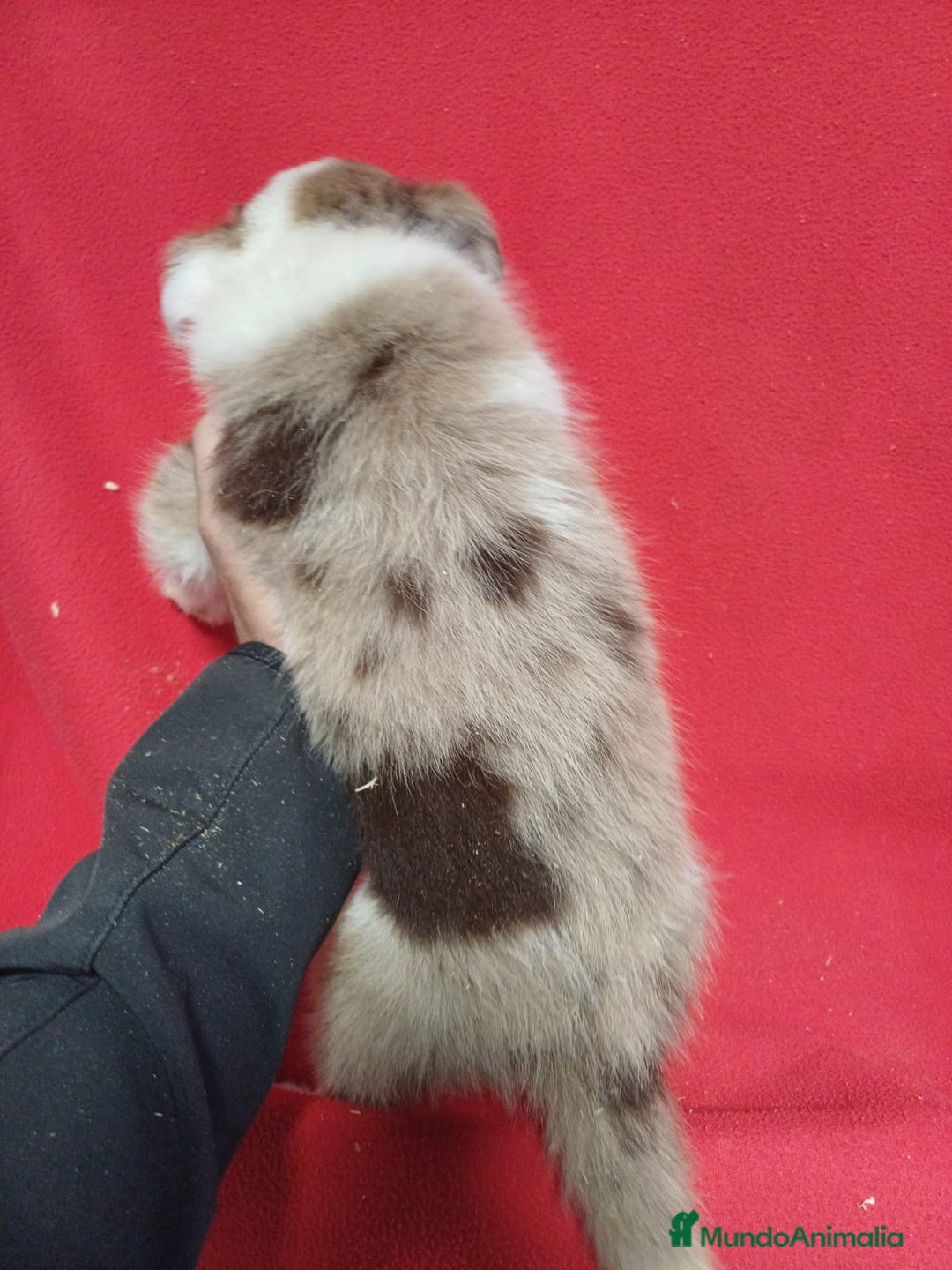 Border Collie perros en venta: Border Collie Merle  - Imagen 3