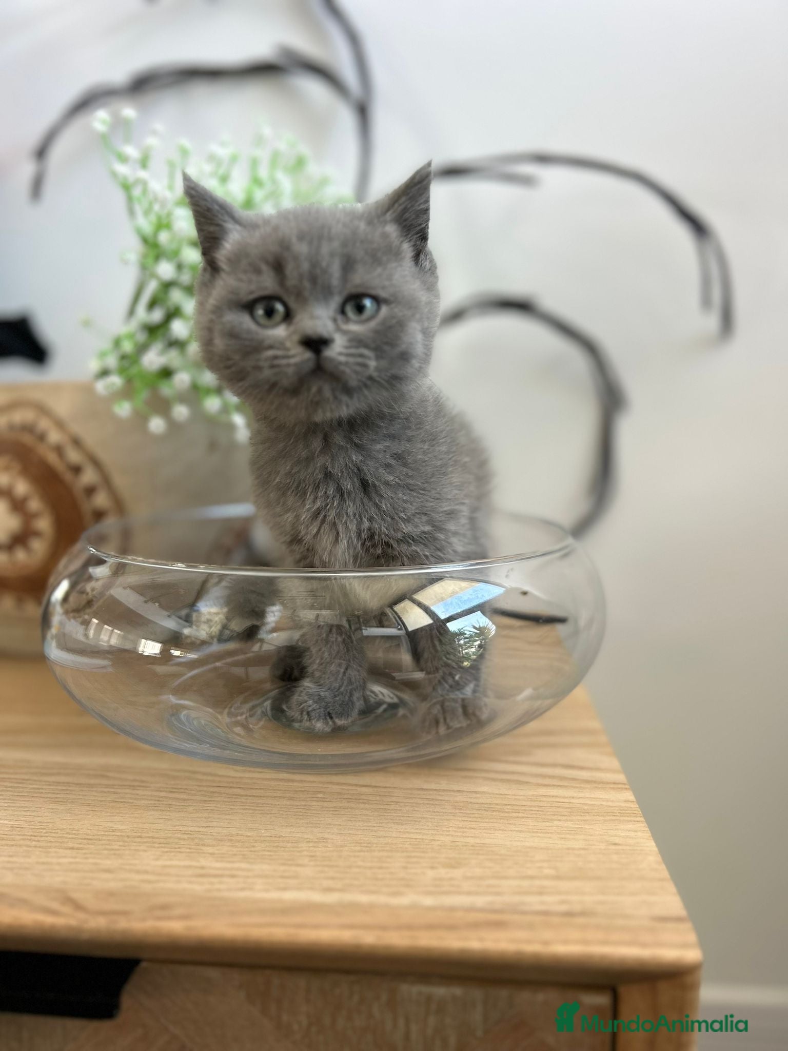Británico de Pelo Corto gatos British shorthair  - Anuncio 2