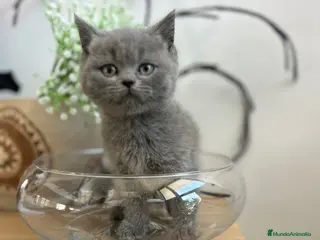 Británico de Pelo Corto gatos British shorthair - Anuncio 2
