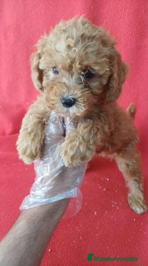 Caniche Enano perros Caniche Enano  - Anuncio 1