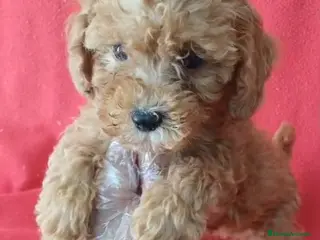 Caniche Enano perros Caniche Enano - Anuncio 1