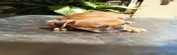 Bulldog Francés perros en venta: BULLDOG FRANCÉS  - Anuncio 3