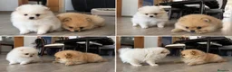 Pomerania perros en venta: POMERANIA - MARBELLA - MALAGA  - Anuncio 1