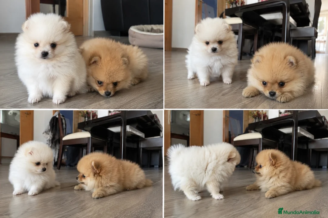 Pomerania perros en venta: POMERANIA - MARBELLA - MALAGA  - Anuncio 1