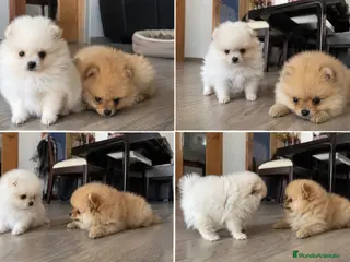 Pomerania perros POMERANIA - MARBELLA - MALAGA - Anuncio 2