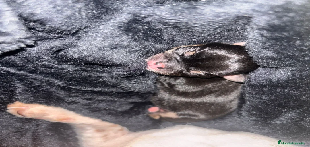 Imagen de galería {{count}}