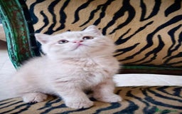 Scottish Straight gatos en venta: Gatito Scottish straight  - Imagen 3