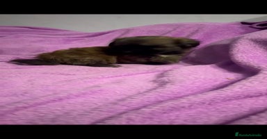 Shih Tzu perros - Anuncio 5