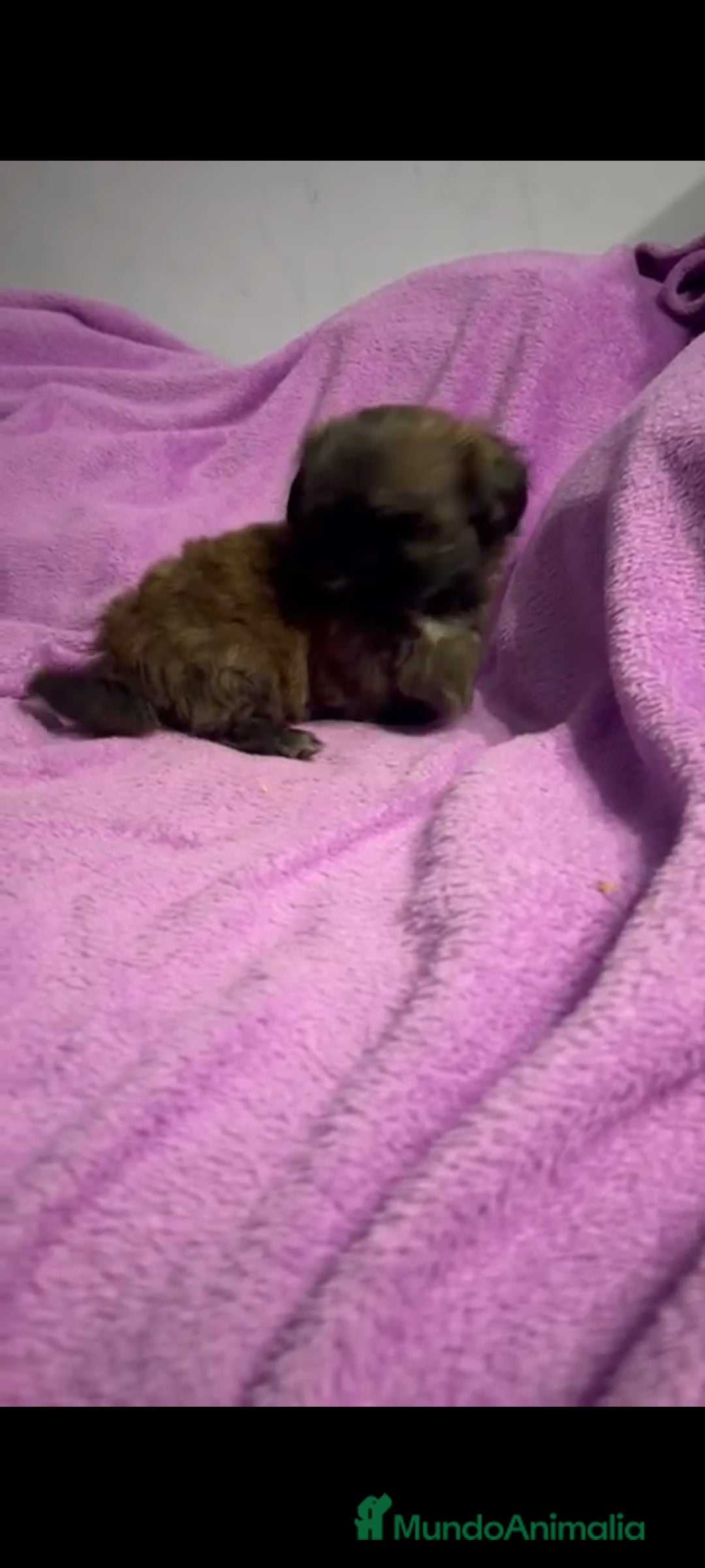 Shih Tzu perros en venta: Shitzu última hembra!! - Anuncio 3