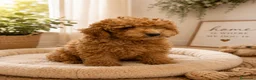 Caniche Toy perros en venta: Preciosos caniche toy apricot 🧡 - Anuncio 1