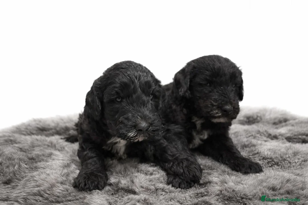Raza Mixta perros en venta: Cachorro Sheepadoodle  Posibilidad de financiación - Anuncio 1