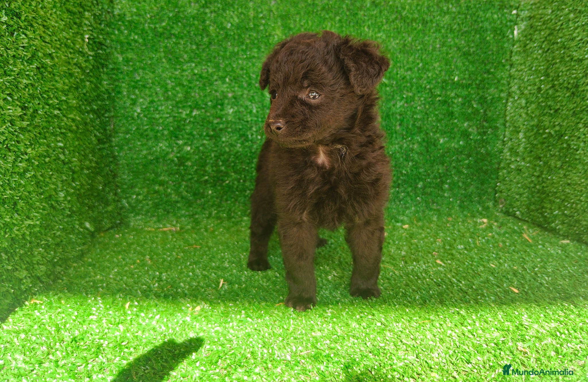 Maltipoo perros Maltipo  - Anuncio 1