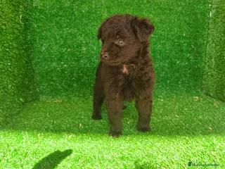 Maltipoo perros Maltipo - Anuncio 1