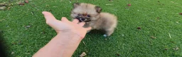 Pomerania perros en venta: Pomerania Toy Top  - Anuncio 15
