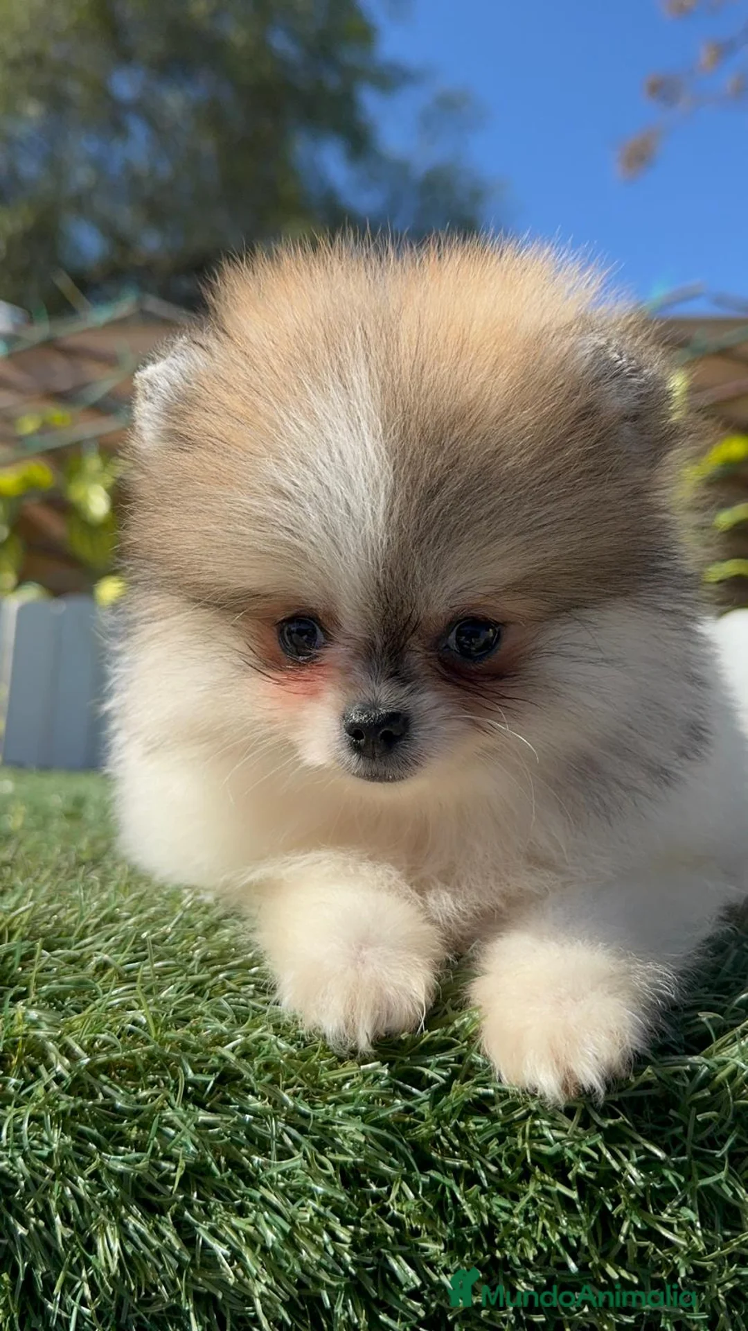 Pomerania perros en venta: POMERANIA HEMBRA - Anuncio 13