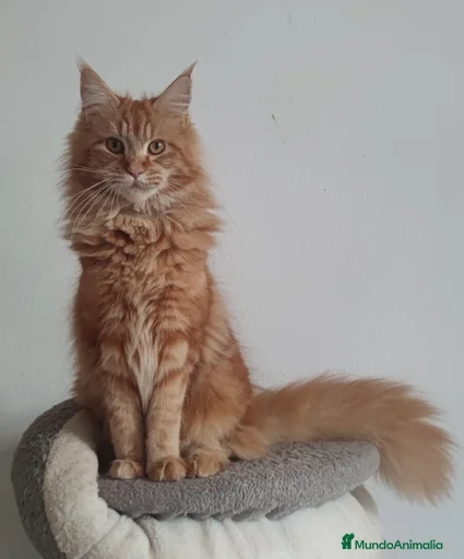 Imagen de galería {{count}}