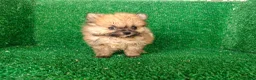 Pomerania perros en venta: Pomerania  - Anuncio 10