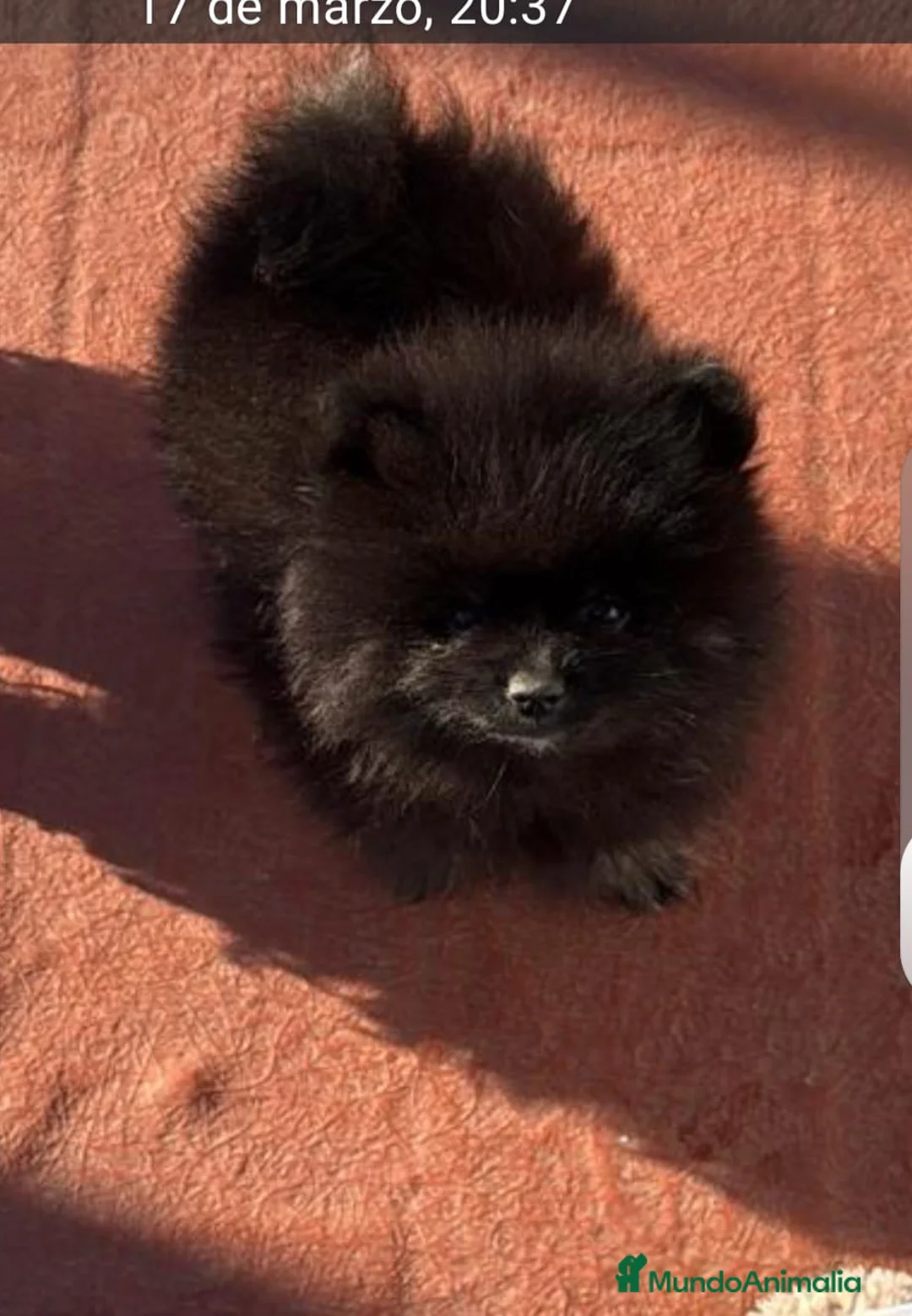 Pomerania perros en venta: Pomerañia mini - Anuncio 1