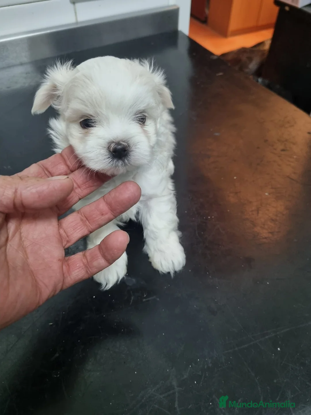 Bichón Maltés perros en venta: Cachorros de bichón maltés - Anuncio 2