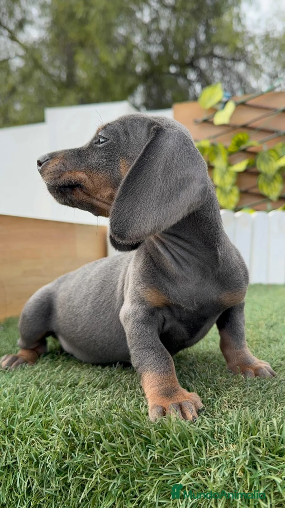 Teckel Miniatura perros en venta: TECKEL MINIATURA HEMBRA - Anuncio 5