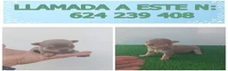 Chihuahua perros en venta: PRECIOSOS CHIHUAHUA RUSO Y ASIÁTICO   - Anuncio 2